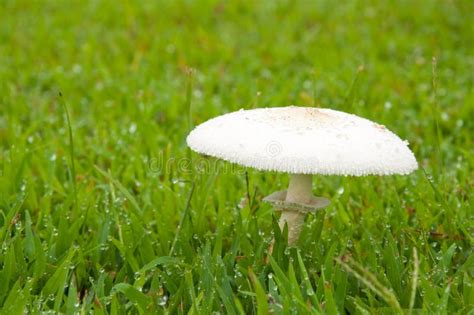 White Poisonous Mushroom Stock Photo Image Of Season 25106650