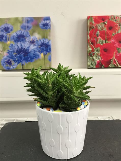 1 Large Cactus Evergreen Indoor Office Plant In Ceramic
