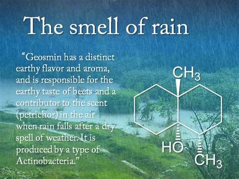 The Smell Of Rain Explained