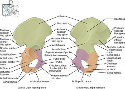 The Pelvic Girdle And Pelvis Anatomy And Physiology I