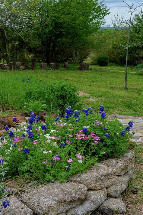 East Texas Wildflowers 0450 Photograph By Keith Johnson Fine Art America