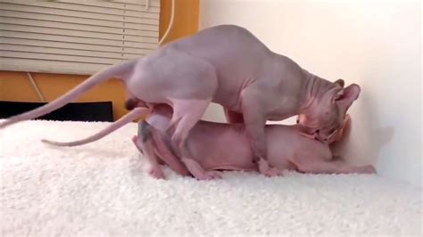 Sphynx Cats Mating Natural Video Dailymotion