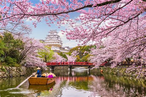 Free Images Japan Flower Spring Cherry Blossom Plant Waterway