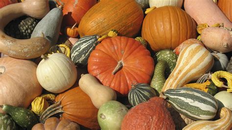 Heres How To Cook And Eat Your Leftover Decorative Gourds Grist