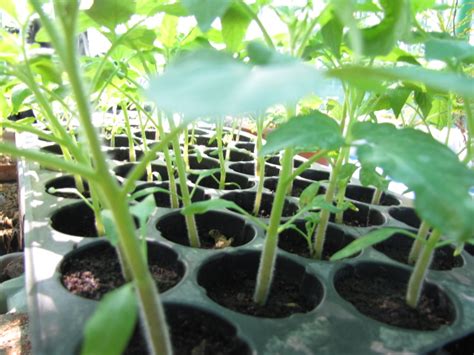 Seedlings For Sale Commercial Hydroponics Farming
