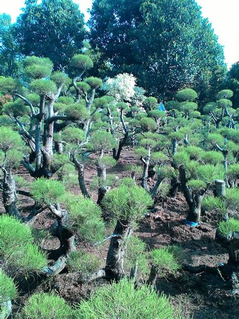 Sama seperti makhluk hidup lainnya, tanaman hias juga melakukan perkembangbiakan. POHON CEMARA UDANG | BONSAI CEMARA UDANG | JUAL TANAMAN ...