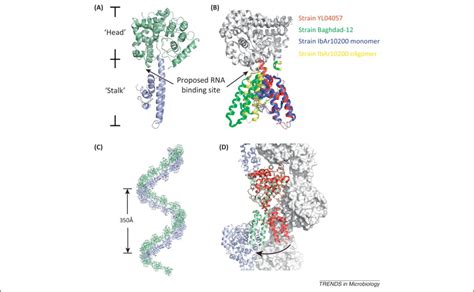 Structural Perspective On The Formation Of Ribonucleoprotein Complex In