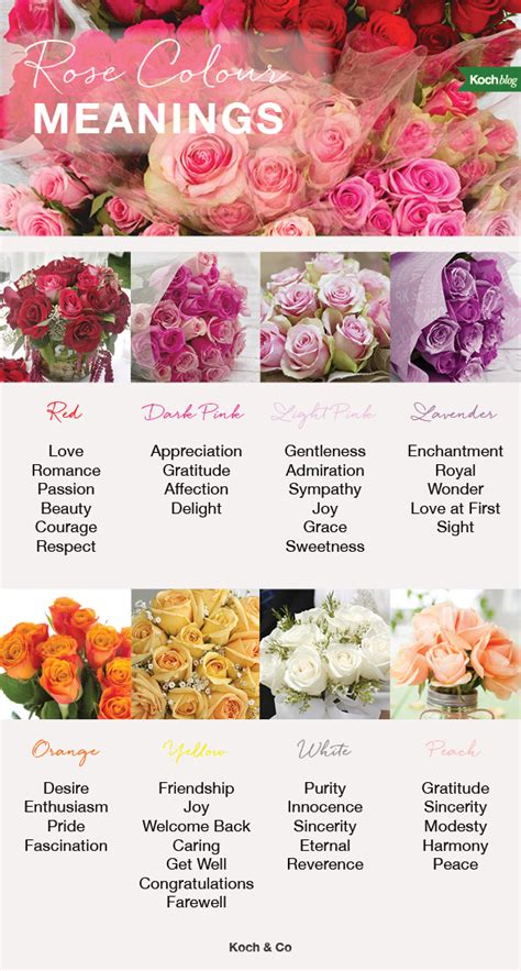 What Does Each Colour Rose Mean Rose Color Guide The Koch Blog