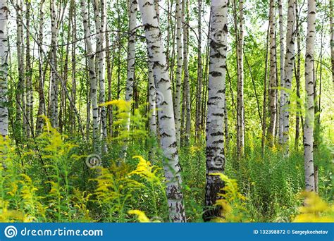 Summer Birch Forests In Sunlight Sunny Summer Day Stock Photo Image
