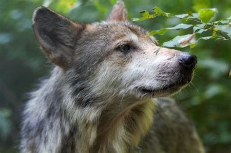 Please Help Ensure Mexican Wolves Thrive Mexican Wolf Revised Rules