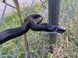 One eyed black rat snake in Western North Carolina : r/herpetology