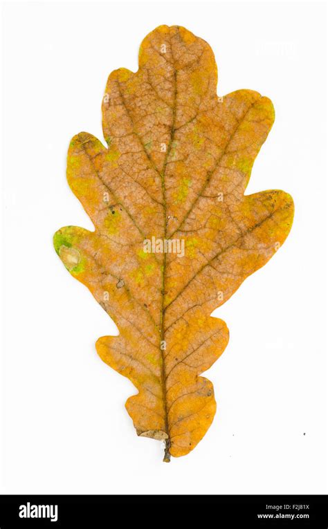 Fall Oak Leaf Isolated On White Background Stock Photo Alamy