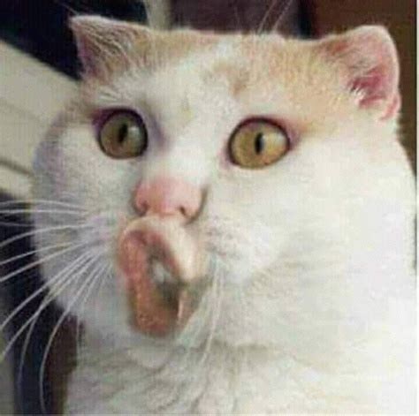 Pin By Mịch Diêu Trân On Mèo ️ Funny Cat Faces Cute Funny Pics