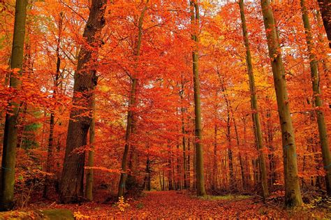 Download Orange Color Fall Nature Forest 4k Ultra Hd Wallpaper