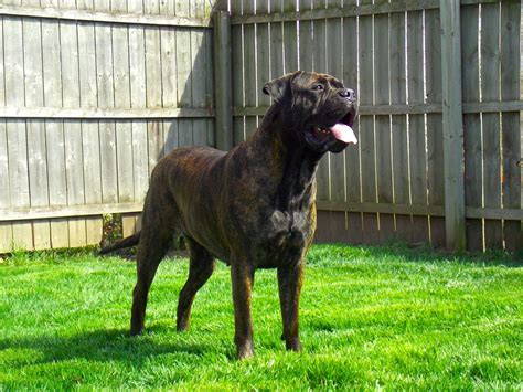 Bullmastiff For Sale Akc Marketplace