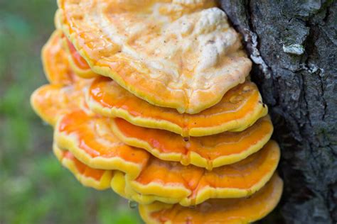 Chicken Of The Woods Mushroom Identification Nutrition And Uses