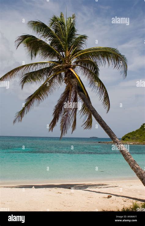 Palm Tree Island Stock Photo Alamy