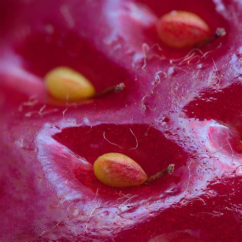 Extreme Close Up Of The Surface Of A Strawberry By Alexey Kljatov