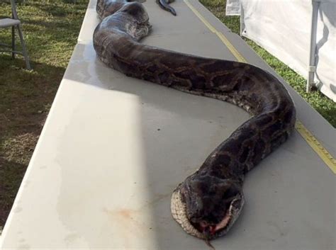 Record Breaking 17 Foot Python Captured In South Florida Wwaytv3