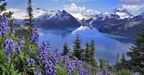Mountains Lake And Blue Flowers Beautiful Scenery