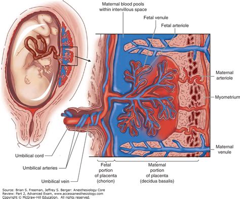 Fetal Uterus And Placental Diagram Human Biology