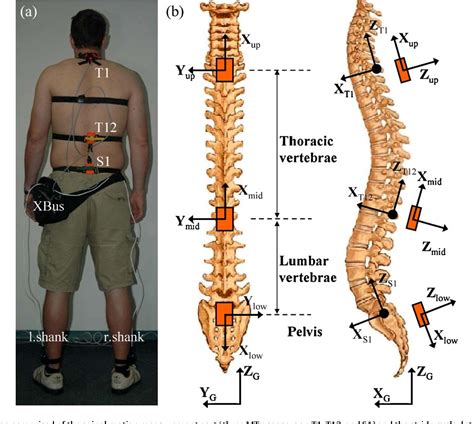 Figure 1 From Comparison Of 3d Spinal Motions During Stair Climbing
