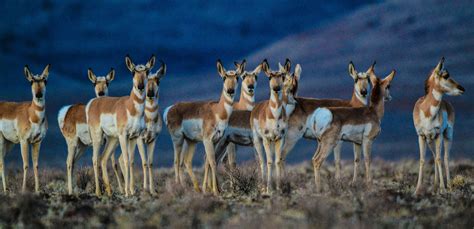 Pronghorn Antelope In The Buffalo Hills Wilderness Study Area Photo By