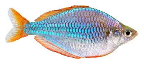 Care Guide For Dwarf Neon Rainbowfish Melanotaenia Praecox Rainbow Fish Neon Rainbow Image