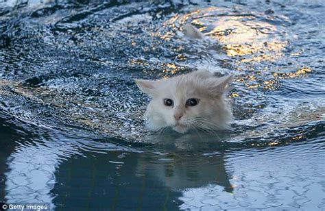 Swimming Kitten Turkish Van Furry Kittens