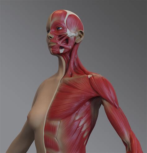 Zbrush Woman Anatomy