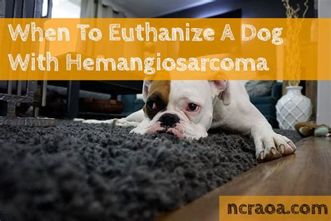When To Put Down A Dog With Hemangiosarcoma National Canine Research