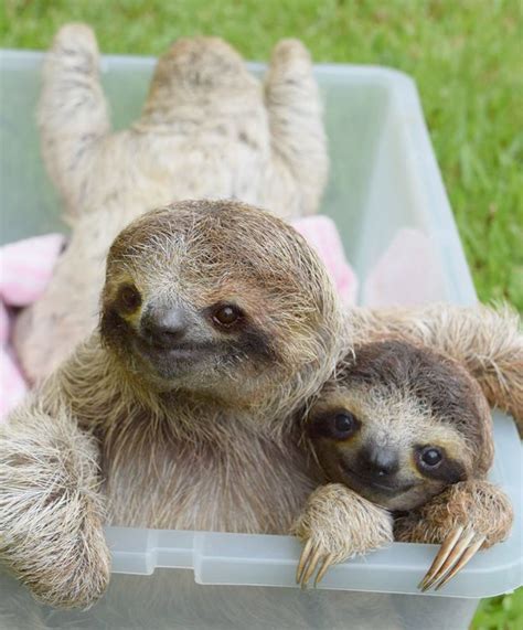 I Find Them Strange In A Cute Kind Of Way Sloth Facts Cute Baby
