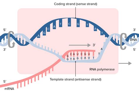 mrna template strand