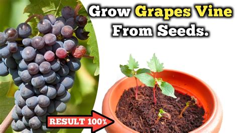 How To Grow Grapes Vine From Seeds अंगूर का पौधा बीज से उगाऐ । Youtube