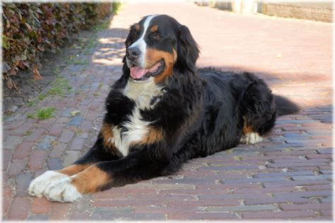 Bernese Mountain Dog 2 Free Stock Photo Public Domain Pictures