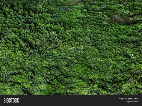 Moss Texture Moss Image And Photo Free Trial Bigstock