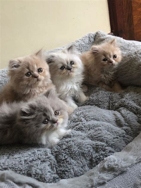 Persian Kittens Artofit