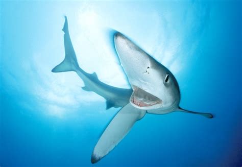 Blue Shark Sharks Photo 7462644 Fanpop