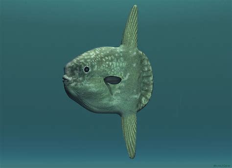 Name origin of the ocean sunfish (mola mola) 2. WORLD ARTISTS Showcase
