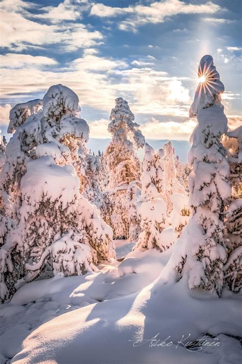 Snow Laden Trees Finland By Asko Kuittinen Winter Scenery Winter