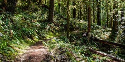 The scene at a hiking trails near me with waterfalls can be misleading. Hiking Trails Near Me Allow Dogs | ReGreen Springfield