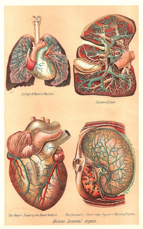 Vintage Medical Clip Art Human Body Graphic Of 4 Human Internal Organs