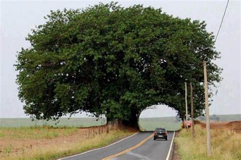 Resultado De Imagen Para árbol De Mostaza Imagenes Arboles Árboles Y