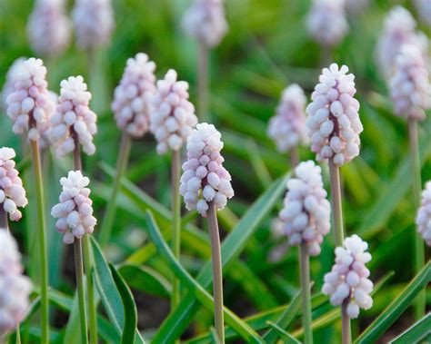 Muscari Pink Sunrise Bulbs — Buy Pink Grape Hyacinths Online At