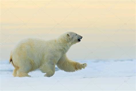 Lední Medvěd Z Arktidy — Stock Fotografie © Ondrejprosicky 130565668