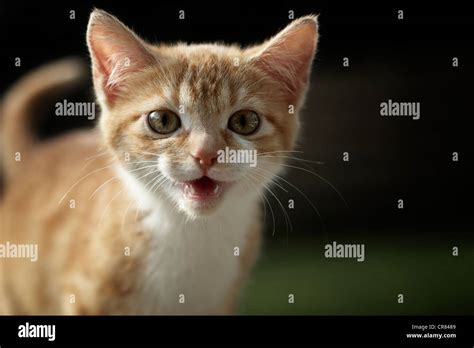 Young Ginger Tabby Cat Meowing Stock Photo Alamy