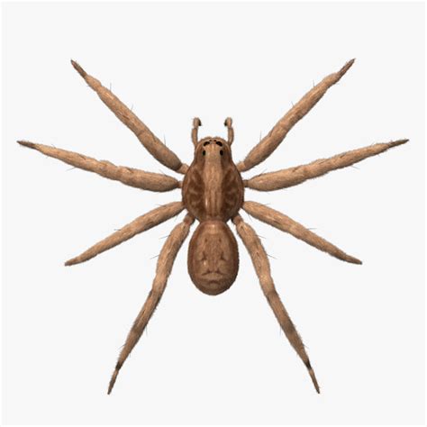 Animated Spider Pictures Clipart Best