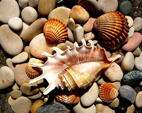 Seashells Seashell Nature Shells Hd Wallpaper Peakpx