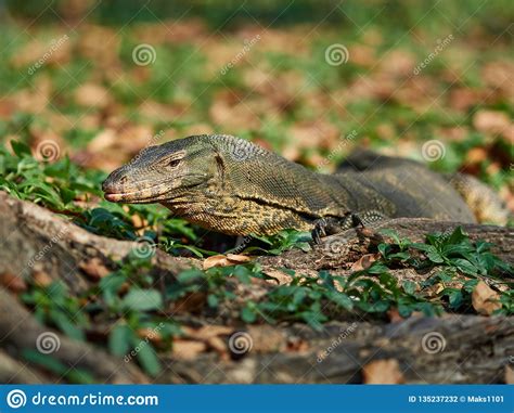 Massive Asian Water Monitor Lizard Spotted In Lumpini Park In Bangkok