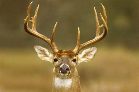 Scoring Big Game Animals Midwest Outdoors